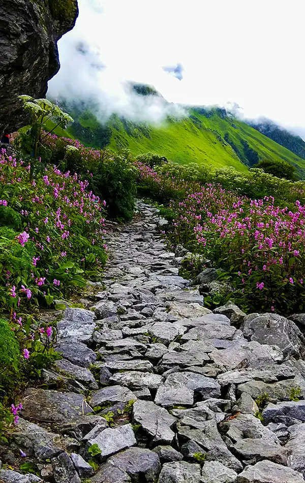 Valley of Flowers Trek   